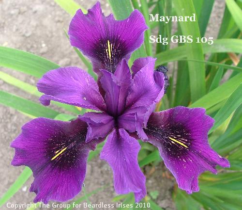 Maynard Sdg GBS 105 (5)
